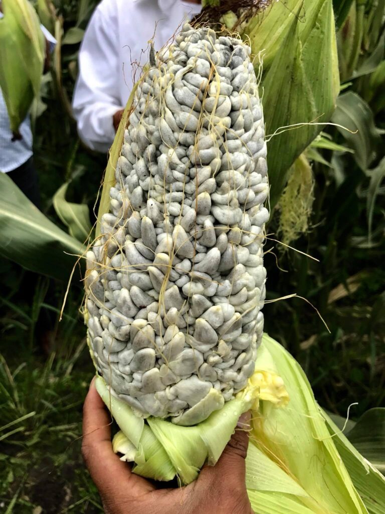 cuitlacoche hongo del maiz